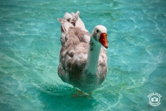 365417941_254267754080745_909194545282581105_n